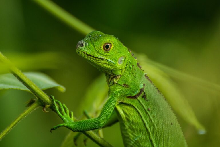 Green lizard in Costa Rica