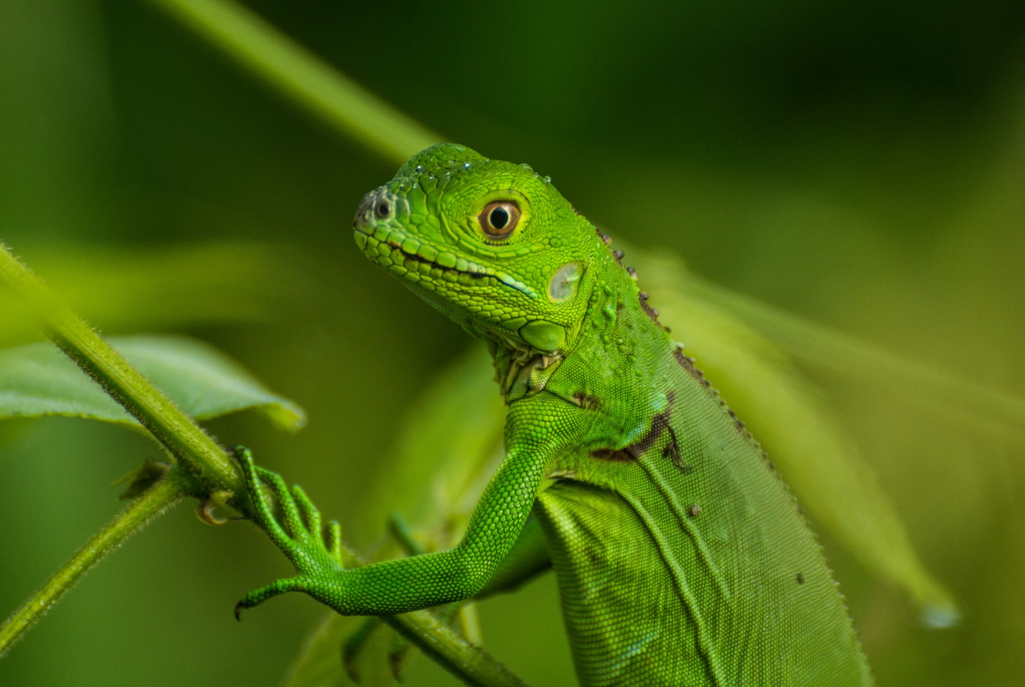 Green lizard in Costa Rica